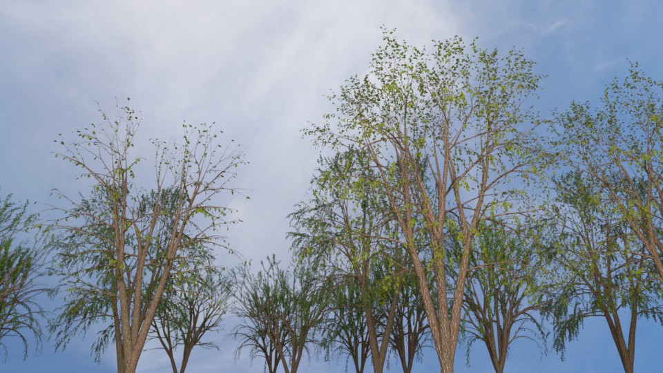 5 Trees preview image 1